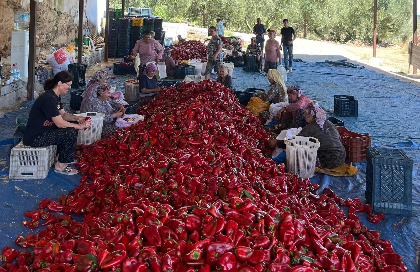 C33Ac871 Bf64 434D 970E Dc607Cea1A90