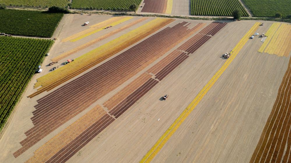 Çekirdeksiz Kuru Üzüm (1)