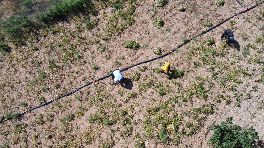 Doganin Saf Lezzeti Bu Fasulyeler Kar Suyuyla Yetisiyor (1)-1