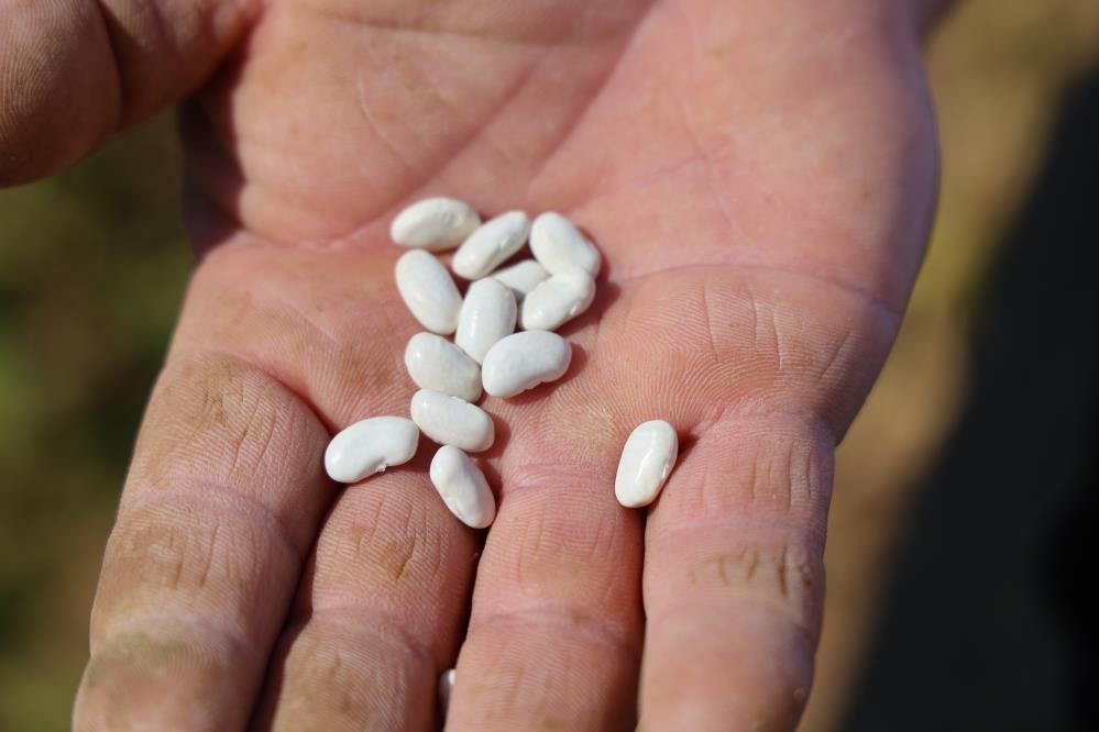 Doganin Saf Lezzeti Bu Fasulyeler Kar Suyuyla Yetisiyor (3)