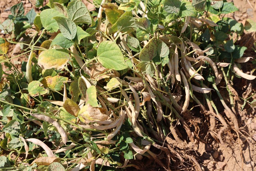 Doganin Saf Lezzeti Bu Fasulyeler Kar Suyuyla Yetisiyor (4)