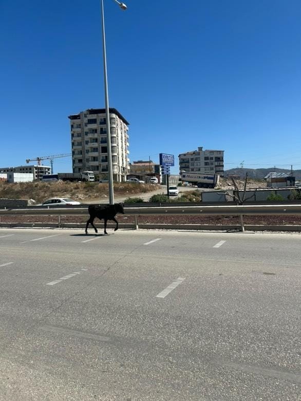 Kacan Buzagi Trafigi Birbirine Katti O Anlar Kamerada (1)-1