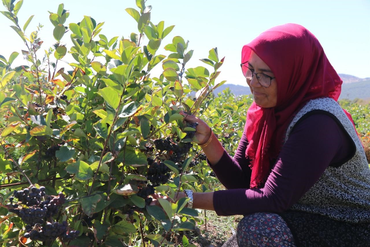 Kalbine Şifa Buldu, Şimdi Ücretsiz Dağıtıyor Güllü Güller’in Aronya Hikayesi (2)
