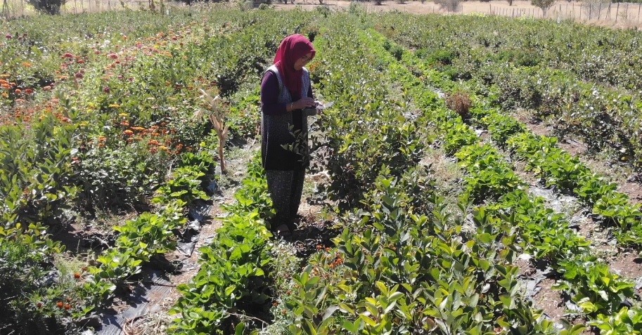 Kalbine Şifa Buldu, Şimdi Ücretsiz Dağıtıyor Güllü Güller’in Aronya Hikayesi (3)