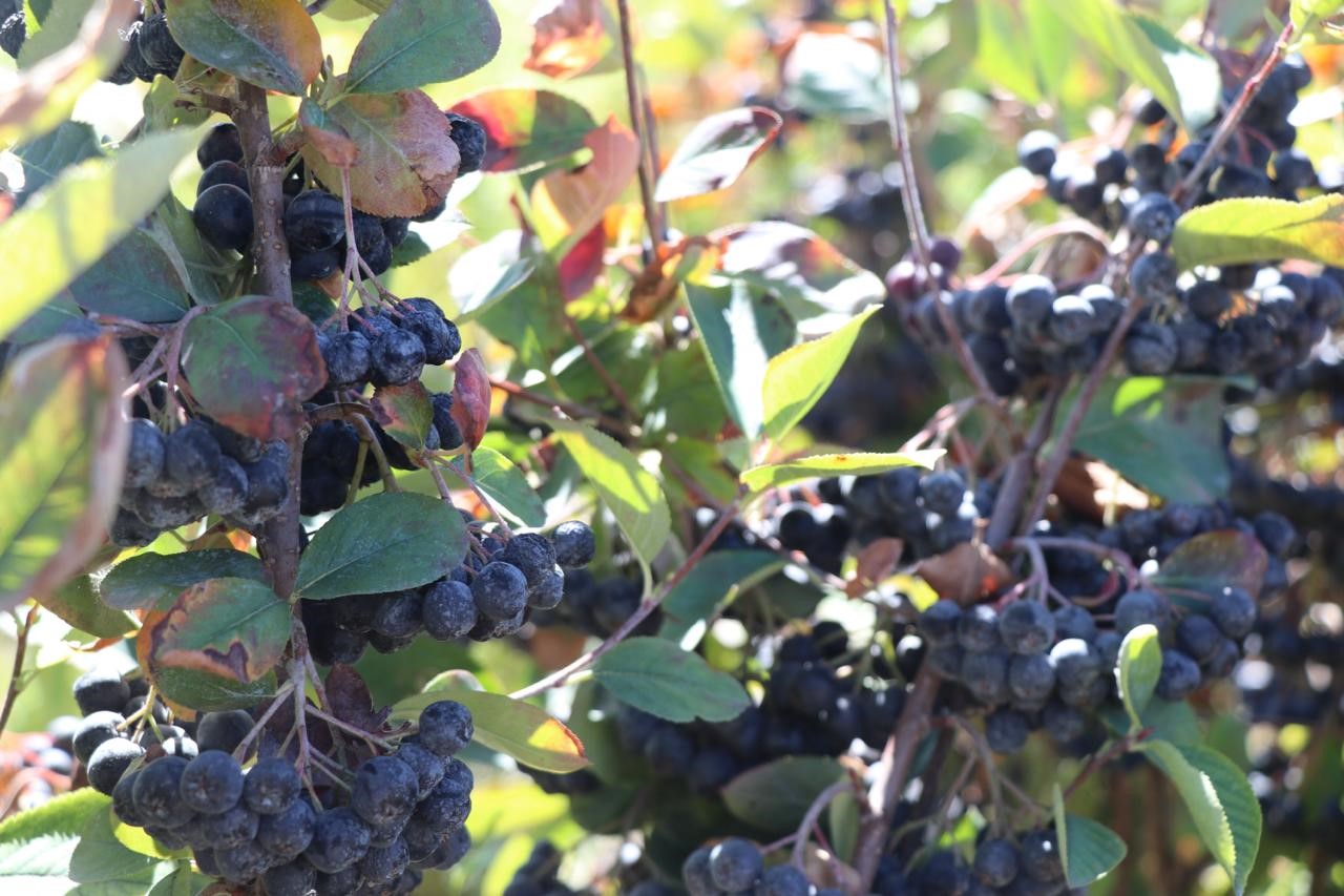 Kalbine Şifa Buldu, Şimdi Ücretsiz Dağıtıyor Güllü Güller’in Aronya Hikayesi (4)