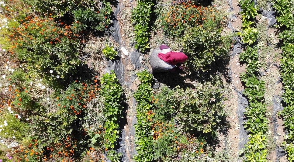 Kalbine Şifa Buldu, Şimdi Ücretsiz Dağıtıyor Güllü Güller’in Aronya Hikayesi (5)