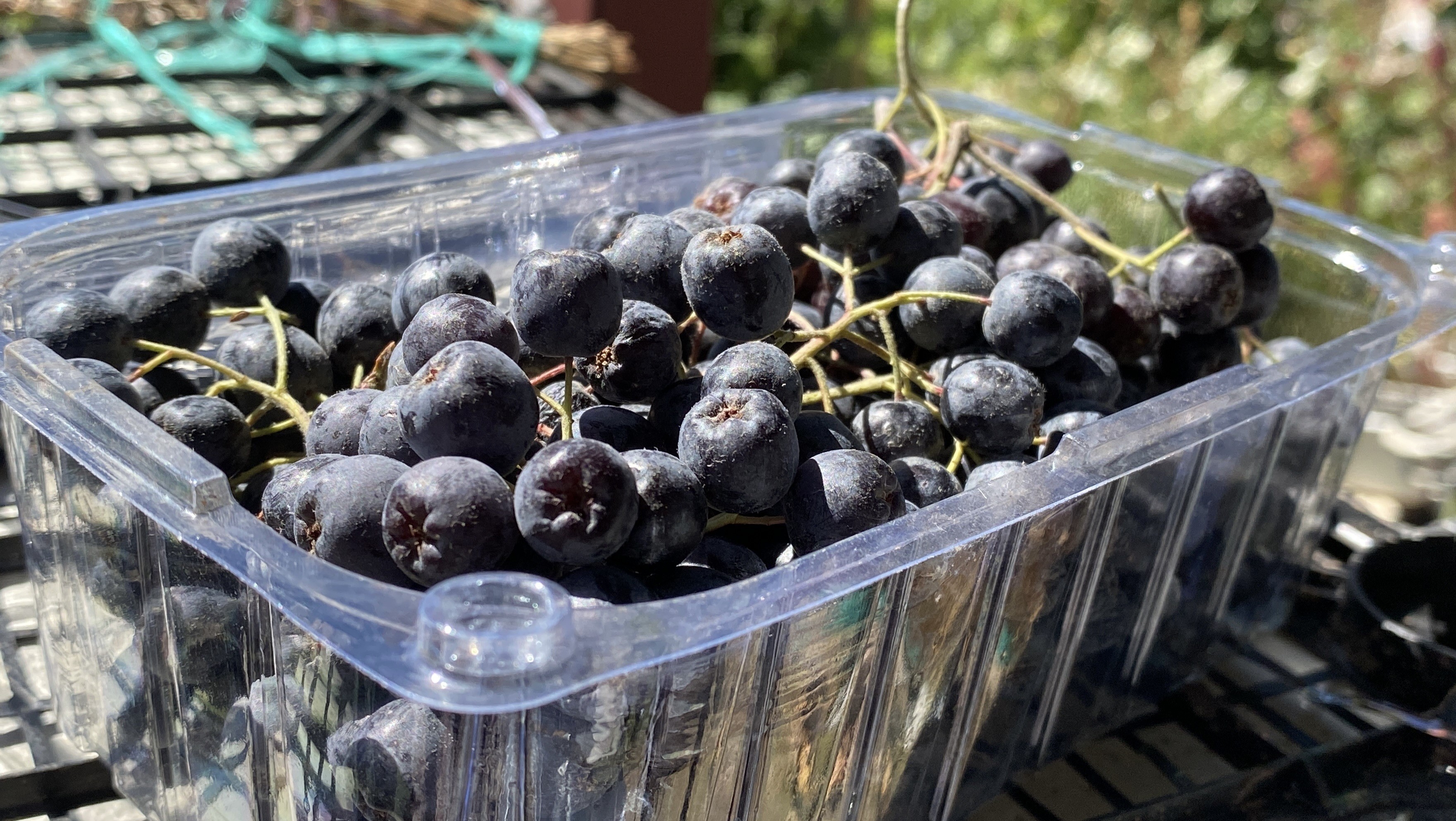 Kalbine Şifa Buldu, Şimdi Ücretsiz Dağıtıyor Güllü Güller’in Aronya Hikayesi (6)