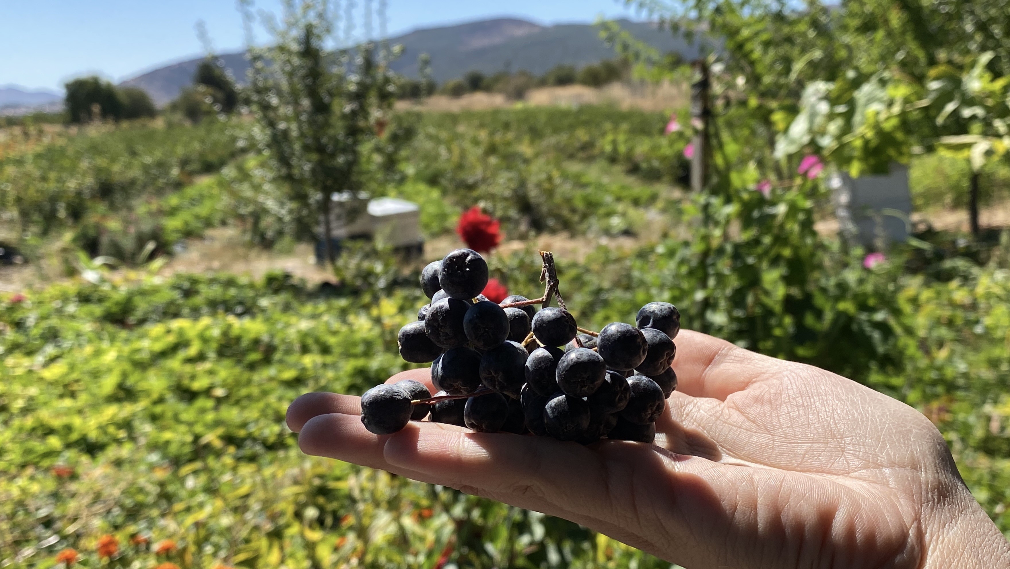 Kalbine Şifa Buldu, Şimdi Ücretsiz Dağıtıyor Güllü Güller’in Aronya Hikayesi (7)