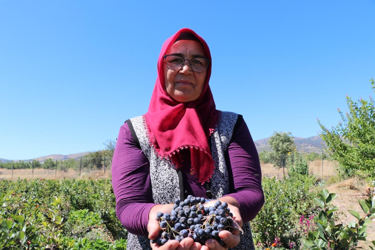 Kalbine Şifa Buldu, Şimdi Ücretsiz Dağıtıyor Güllü Güller’in Aronya Hikayesi (8)