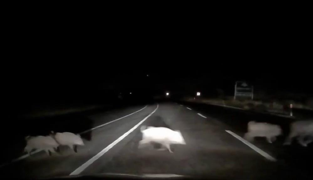 Karayoluna Cikan Domuz Surusu Trafigi Tehlikeye Dusurdu (2)