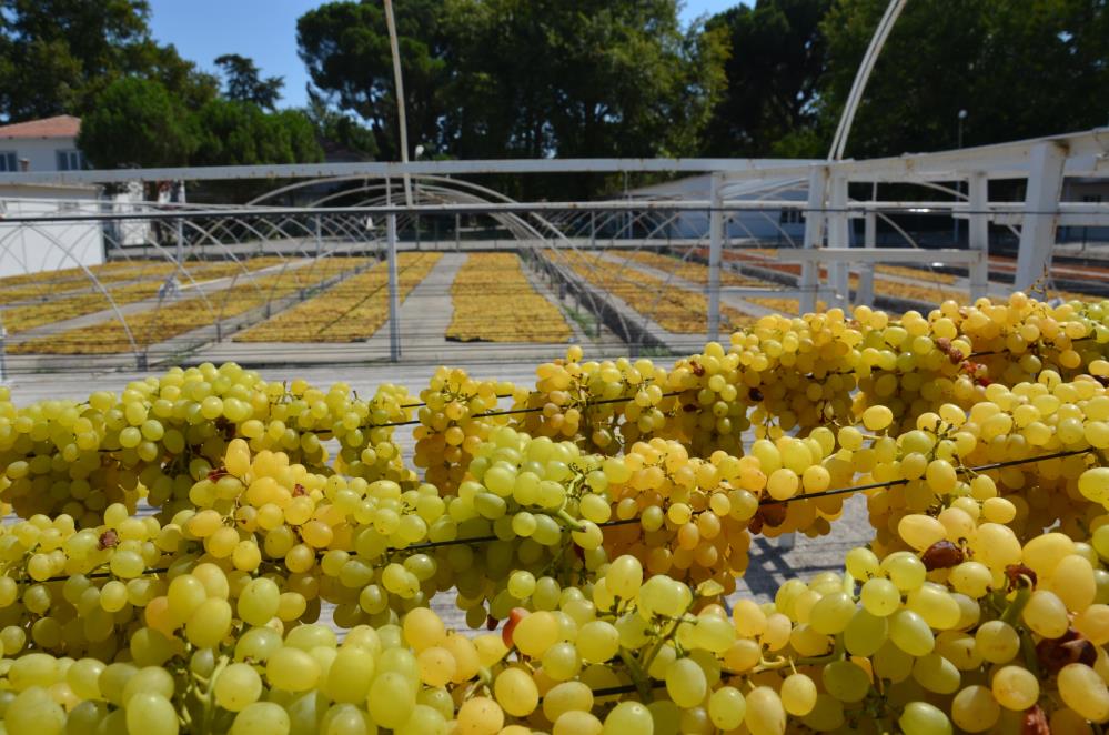 Manisa Üzüm Tel Sergi (1)