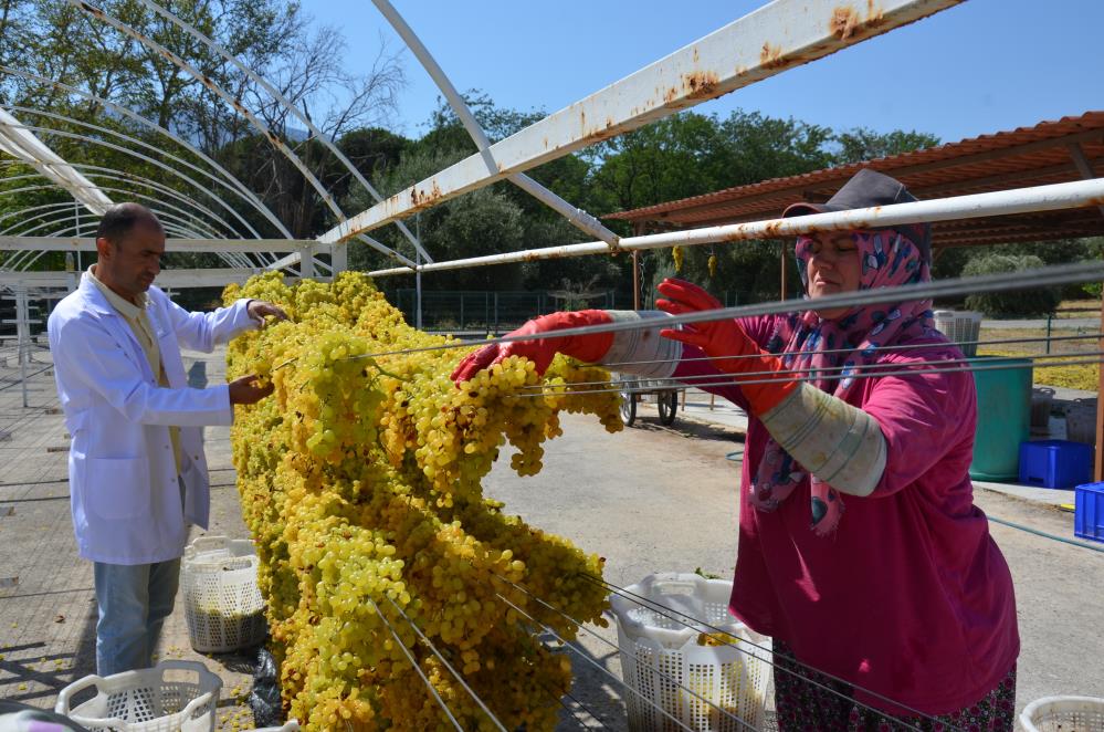 Manisa Üzüm Tel Sergi (3)