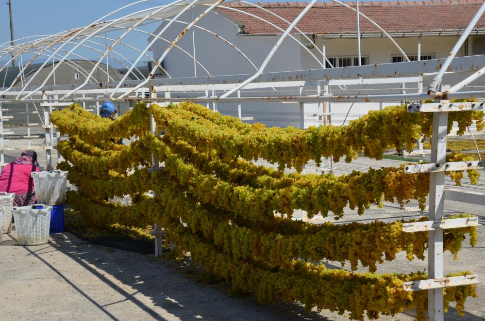 Manisa Üzüm Tel Sergi (5)