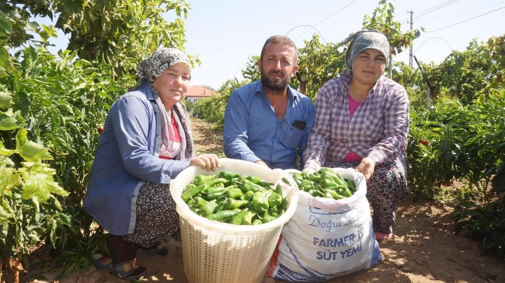 Manisada Asirlik Emcelli Biberi Yok Olma Tehlikesinde (1)