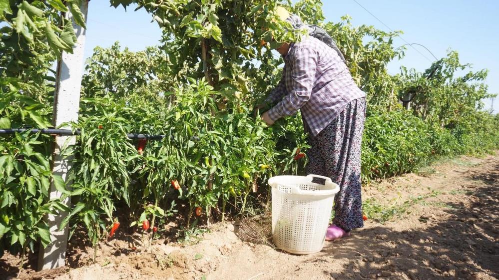 Manisada Asirlik Emcelli Biberi Yok Olma Tehlikesinde (2)
