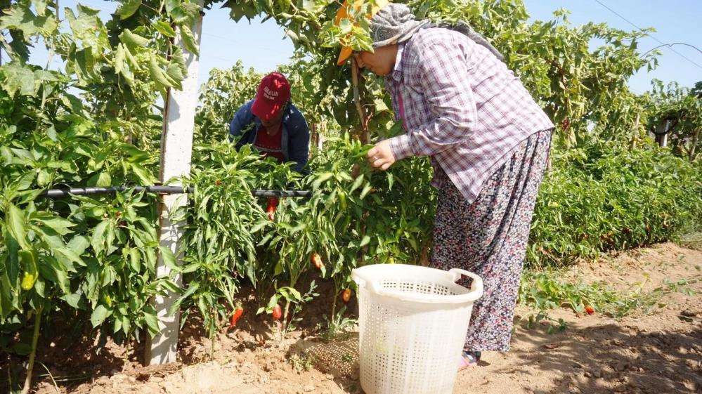 Manisada Asirlik Emcelli Biberi Yok Olma Tehlikesinde (3)