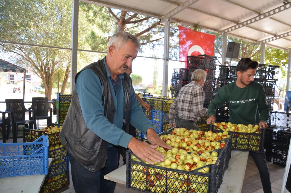 Manisada Hunnap Hasadi Basladi Olumsuzluk Meyvesinde Hasat Zamani Yaklasti (4)