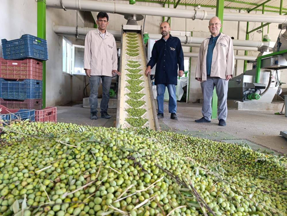 Manisada Zeytin Hasadi Ile Birlikte Sikimlarda Basladi (4)