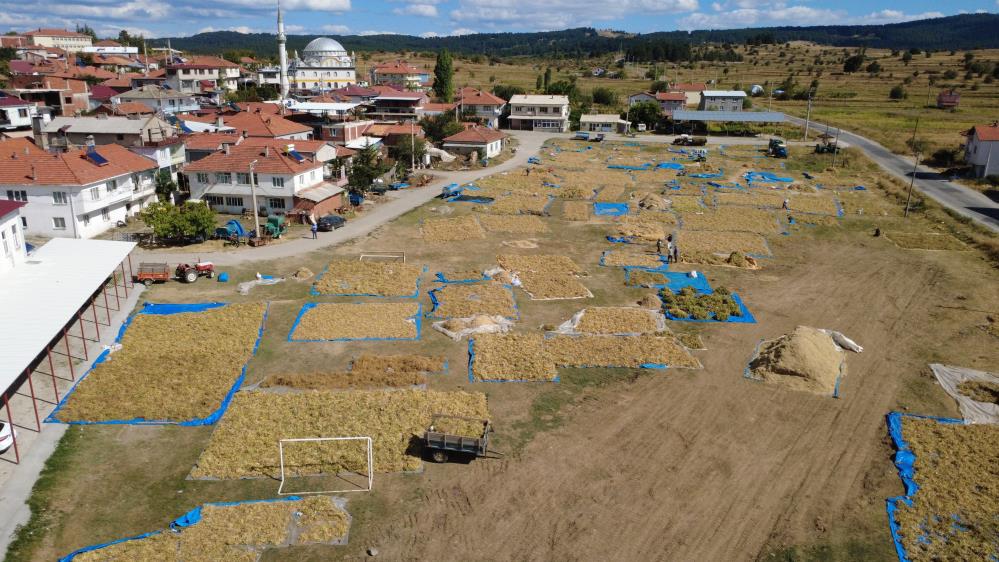 Manisadan Ureticiden Tuketiciye Dogal Lezzetli Fasulyede Hasat Zamani (1)-1