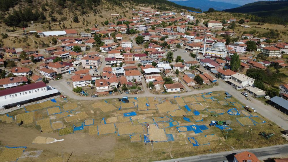 Manisadan Ureticiden Tuketiciye Dogal Lezzetli Fasulyede Hasat Zamani (2)