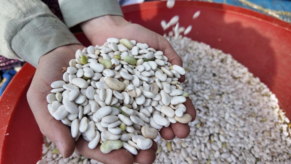 Manisadan Ureticiden Tuketiciye Dogal Lezzetli Fasulyede Hasat Zamani (5)