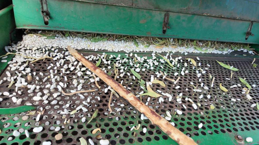 Manisadan Ureticiden Tuketiciye Dogal Lezzetli Fasulyede Hasat Zamani (6)