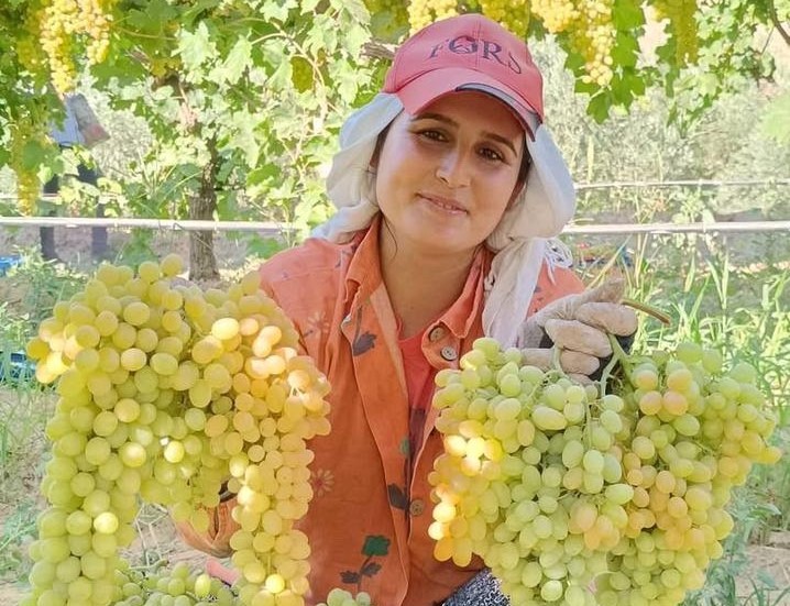 Manisanin Sultaniye Uzumu Sifa Deposu Faydalari Saymakla Bitmiyor (1)