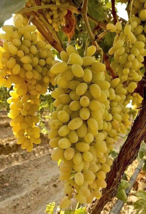 Manisanin Sultaniye Uzumu Sifa Deposu Faydalari Saymakla Bitmiyor (3)