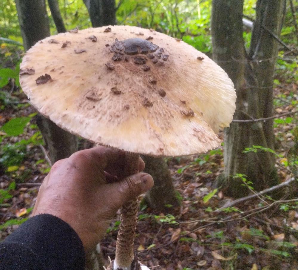 Orman Yuruyusu Sirasinda 3 Kiloluk Dev Mantarlar Buldu (4)