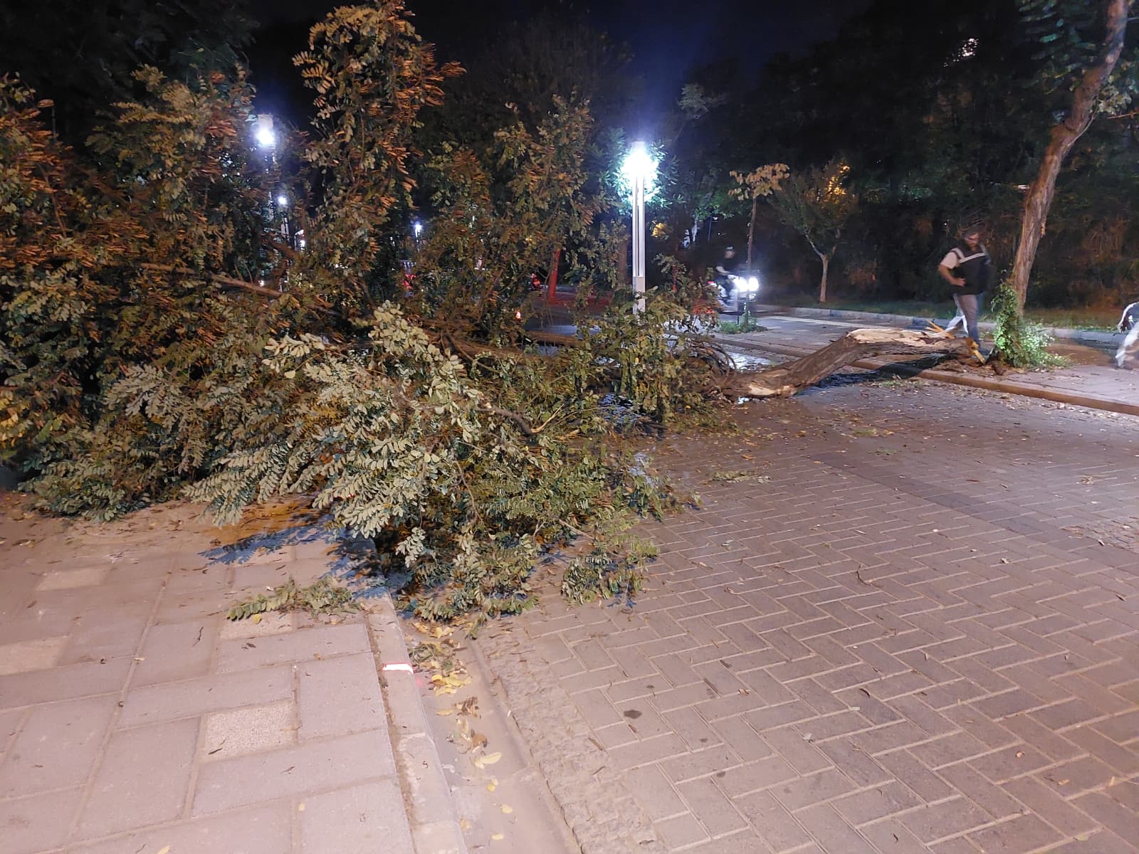 Salihli Devrilen Ağaç (1)