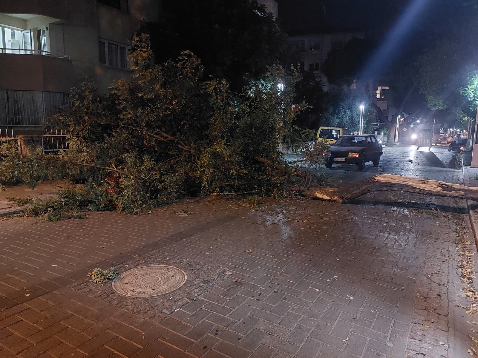 Salihli Devrilen Ağaç (2)