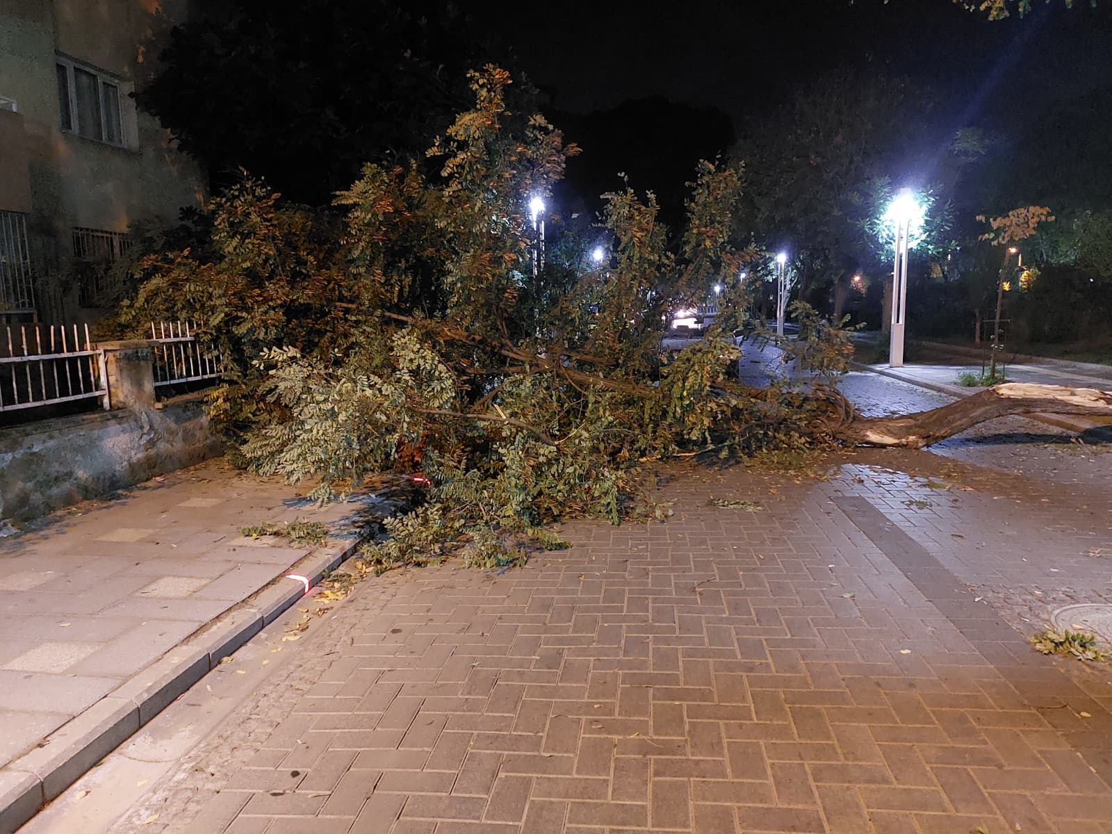 Salihli Devrilen Ağaç (3)