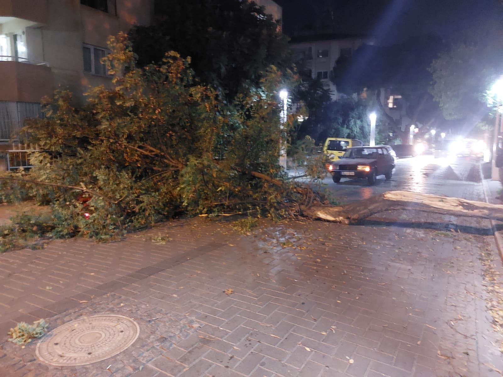 Salihli Devrilen Ağaç (4)