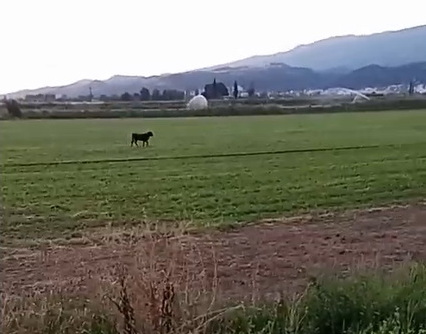 Salihlide Basibos Kosan Inegin Sahibi Araniyor (2)