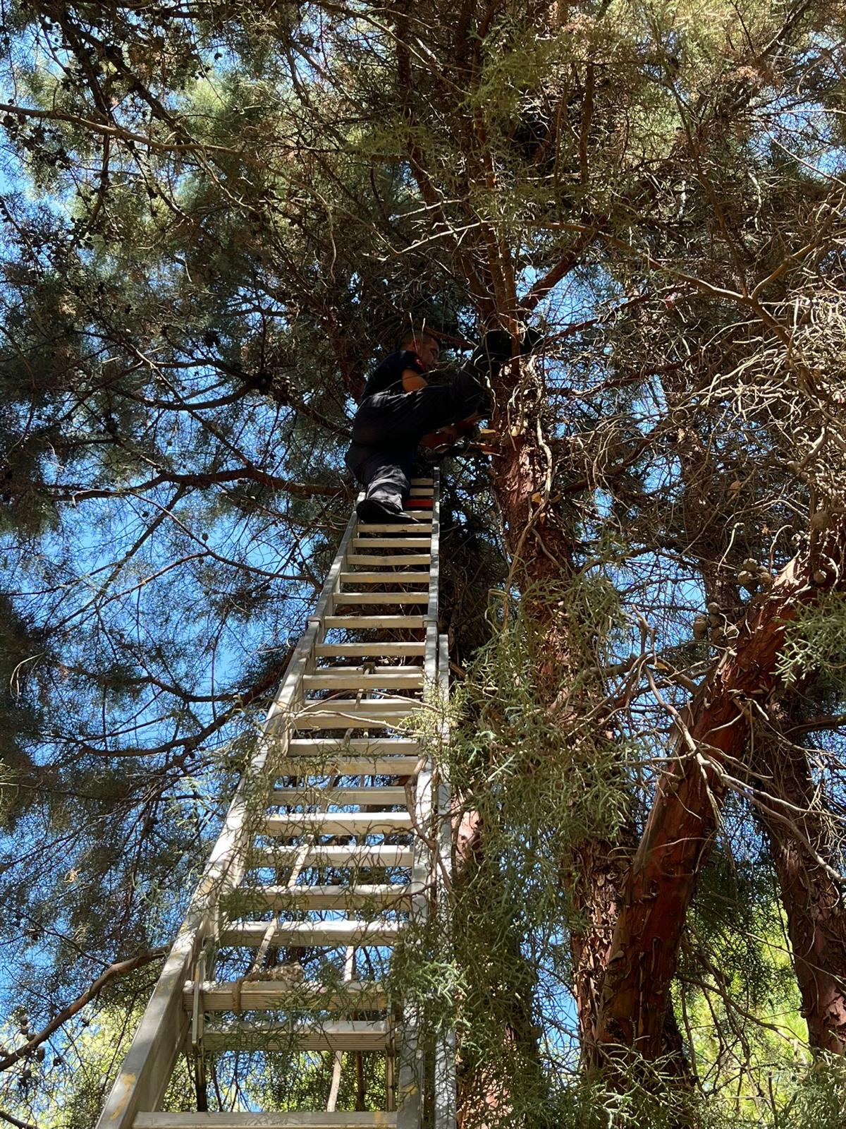 Salihlide Cam Agacinda Mahsur Kalan Kediyi Itfaiye Kurtardi (1)