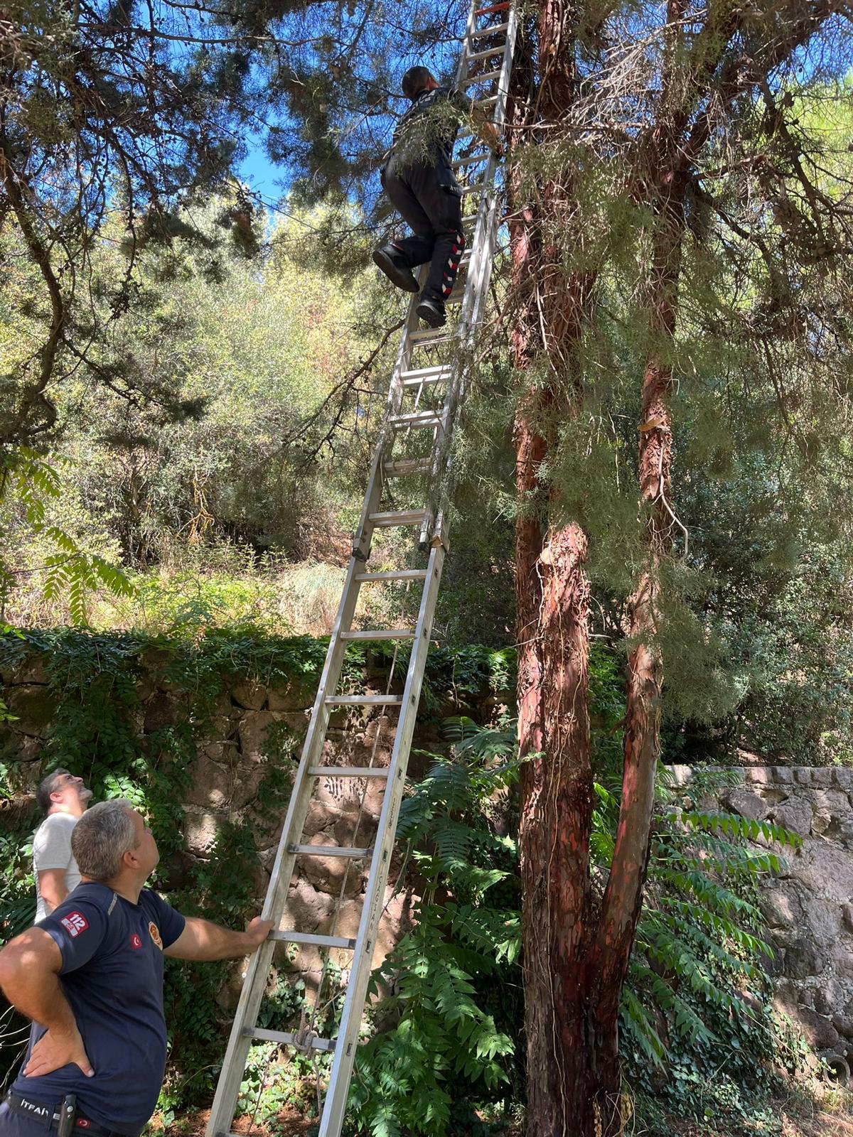 Salihlide Cam Agacinda Mahsur Kalan Kediyi Itfaiye Kurtardi (2)