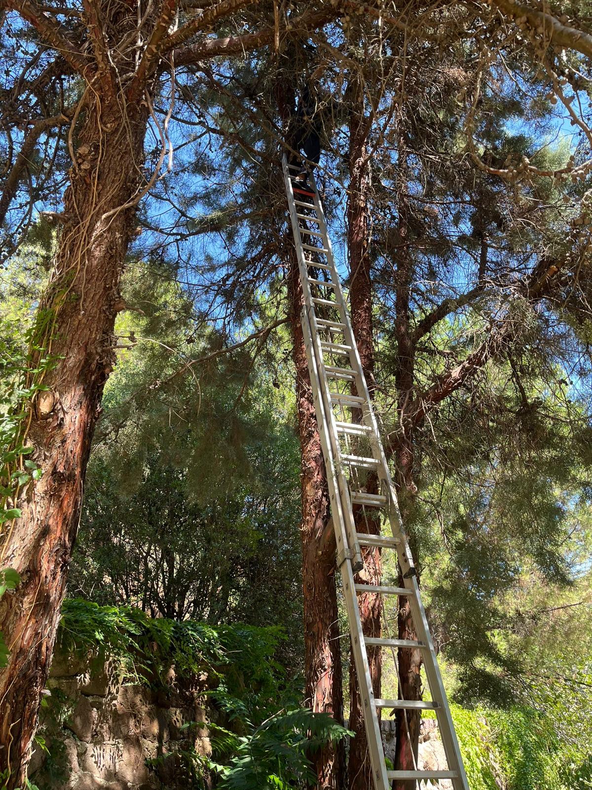 Salihlide Cam Agacinda Mahsur Kalan Kediyi Itfaiye Kurtardi (3)