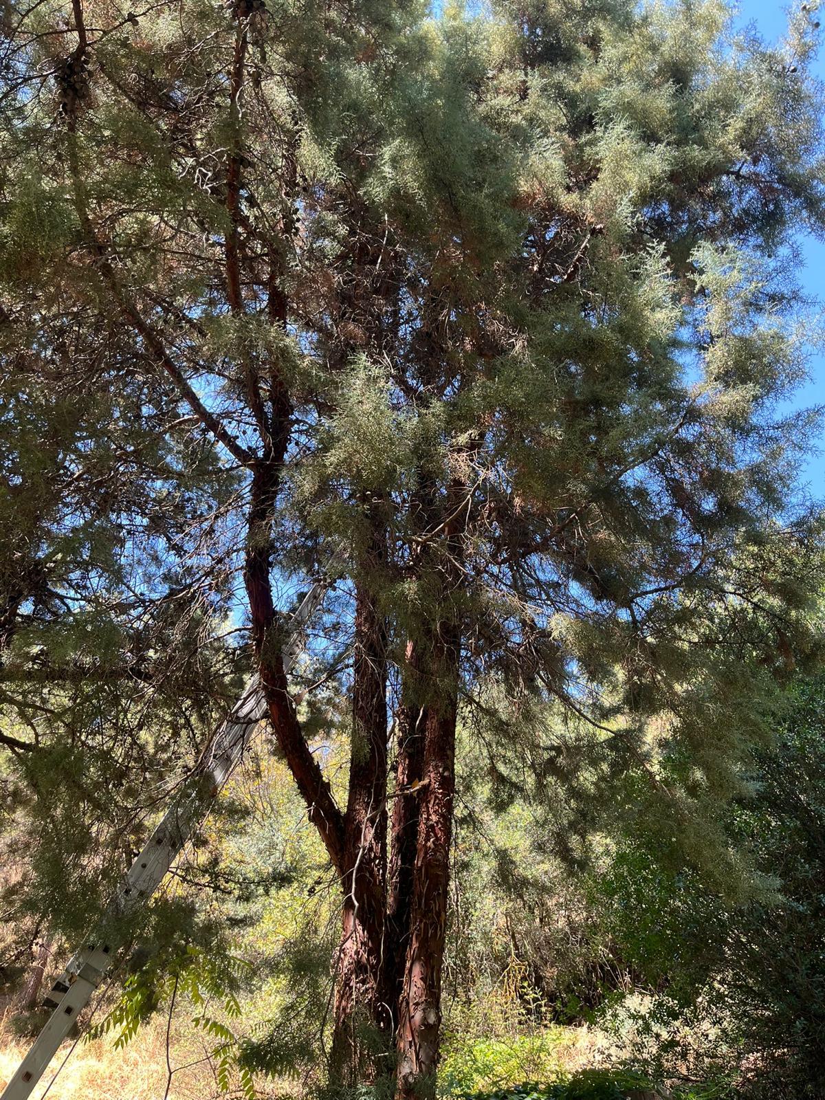 Salihlide Cam Agacinda Mahsur Kalan Kediyi Itfaiye Kurtardi (4)
