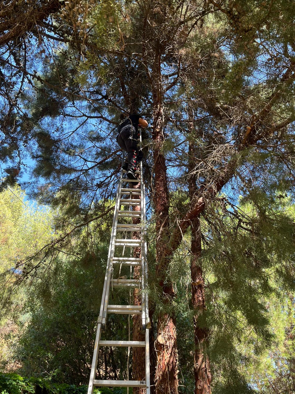 Salihlide Cam Agacinda Mahsur Kalan Kediyi Itfaiye Kurtardi (5)