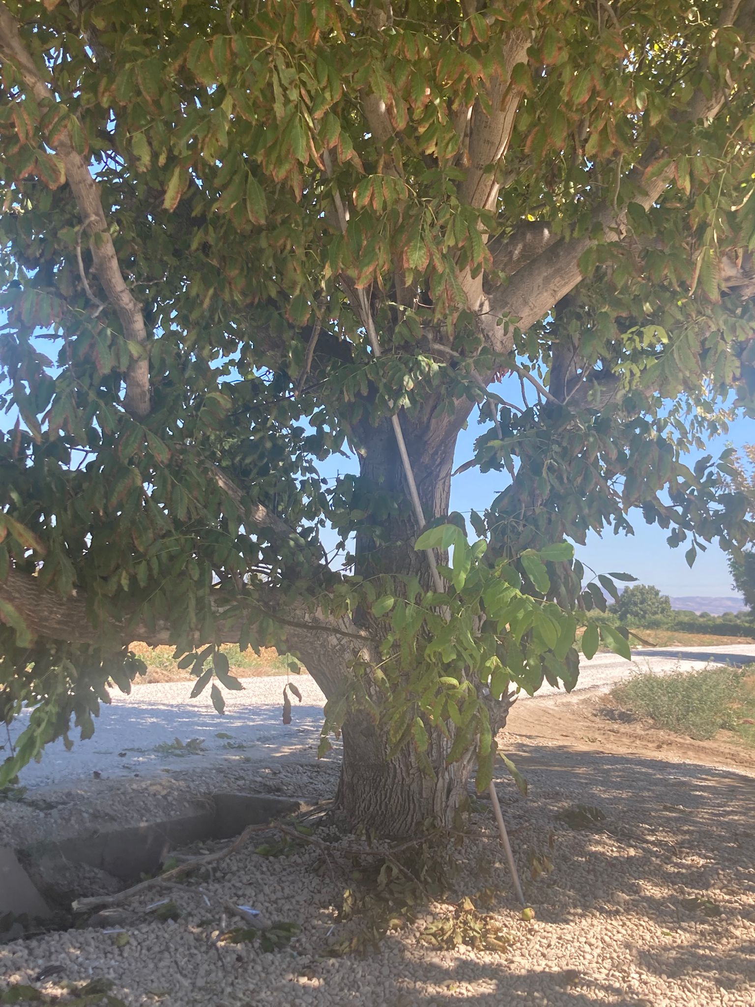 Salihlide Gorunmez Kaza Ceviz Toplarken Elektrik Akimina Kapildi (1)