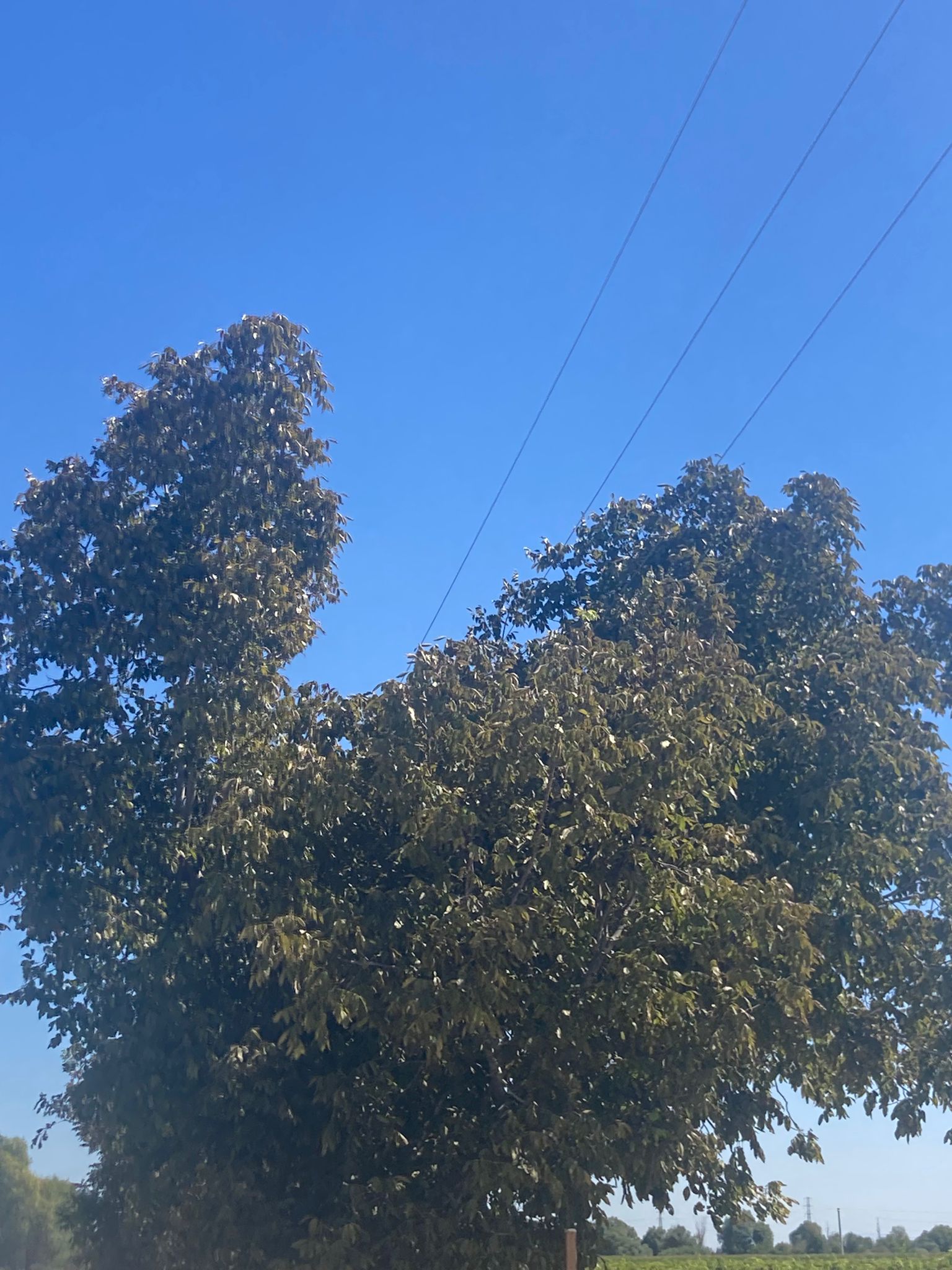 Salihlide Gorunmez Kaza Ceviz Toplarken Elektrik Akimina Kapildi (2)