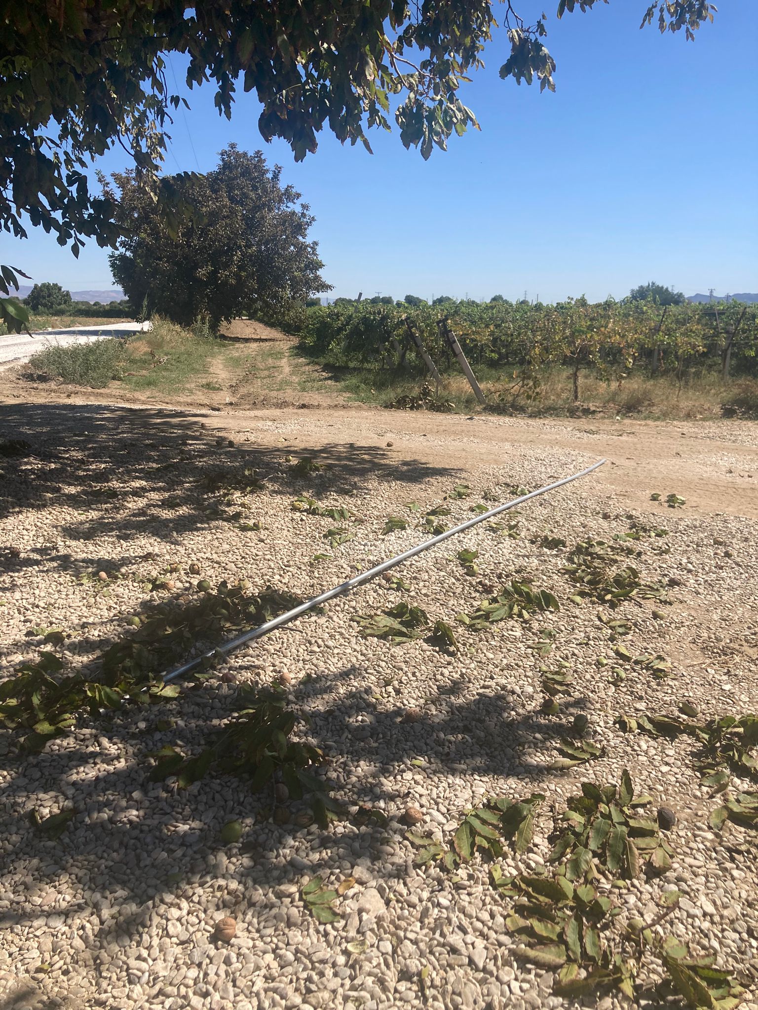 Salihlide Gorunmez Kaza Ceviz Toplarken Elektrik Akimina Kapildi (3)