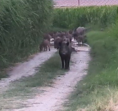 Salihlide Gunduz Vakti Domuz Surusu Saskinligi (1)