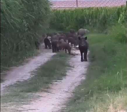 Salihlide Gunduz Vakti Domuz Surusu Saskinligi (2)