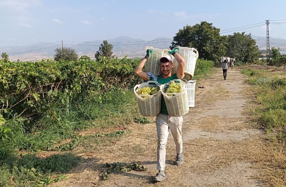 Sarıgöl Herkül (2)