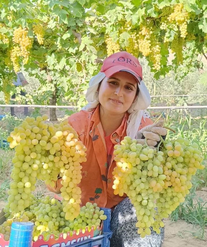 Sarigöl Üzüm (2)