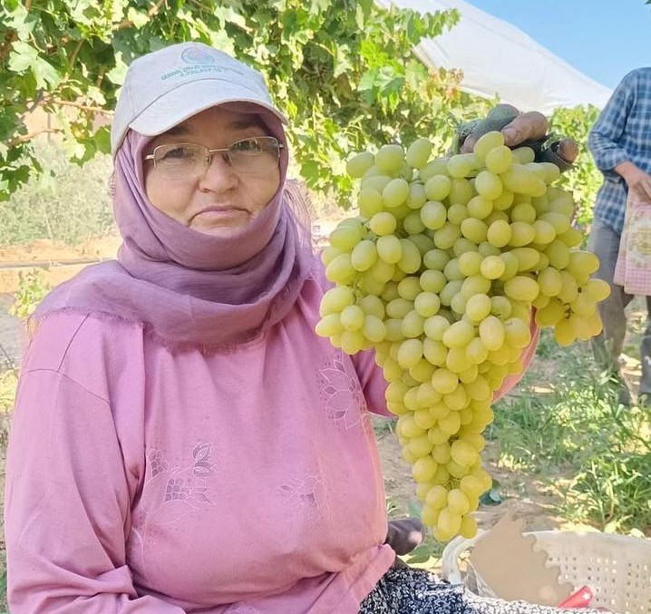 Sarigöl Üzüm (3)