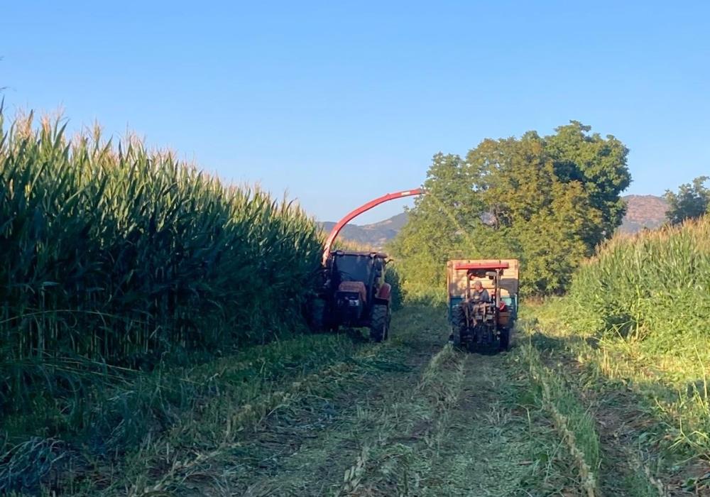 Sarigolde Ciftcilerden Besi Hayvanlarina Tursu Yem Hazirligi (1)