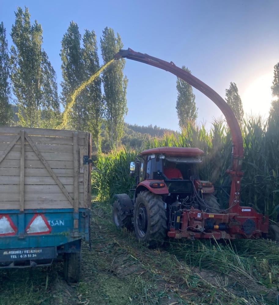 Sarigolde Ciftcilerden Besi Hayvanlarina Tursu Yem Hazirligi (4)