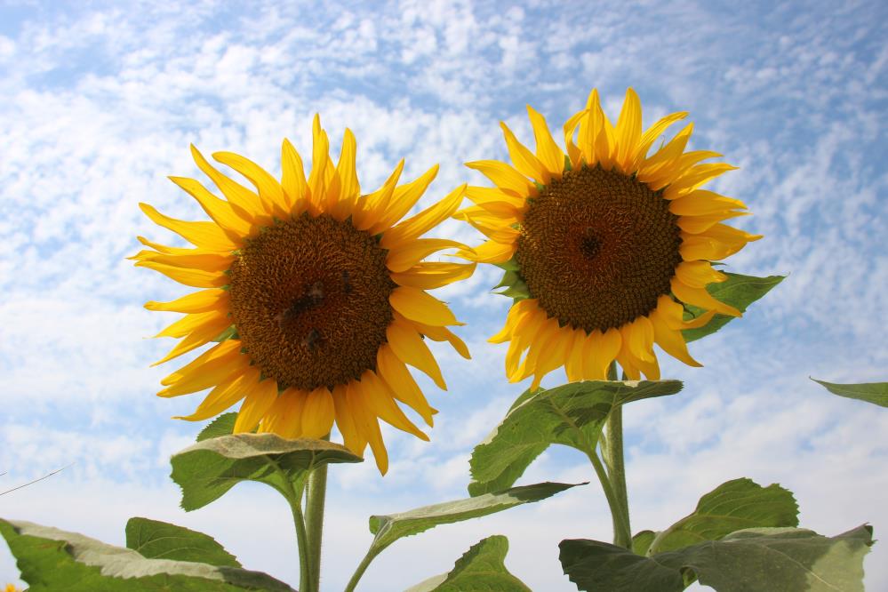 Taristen Aycicek Alim Fiyati Guncellemesi (2)